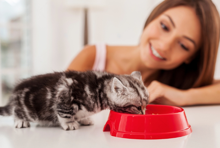 How to Take Care of a Kitten Without a Mother - Feeding the Kitten Properly