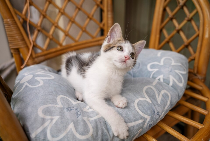 How to Take Care of a Kitten Without a Mother - Create a Safe Environment